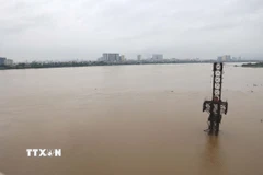 Mực nước sông Hồng đoạn chảy qua Thủ đô Hà Nội dâng cao chịu ảnh hưởng liên tiếp mưa lớn từ cơn bão số 10 và hoàn lưu vùng áp thấp suy yếu từ cơn bão số 11. (Ảnh: Vũ Quang Đán/TTXVN)