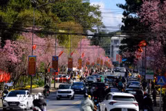 Trục di sản Trần Hưng Đạo thêm quyến rũ với sắc hoa Mai anh đào. (Ảnh: Nguyễn Dũng/TTXVN)