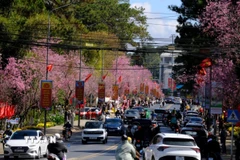 Trục di sản Trần Hưng Đạo thêm quyến rũ với sắc hoa Mai anh đào. (Ảnh: Nguyễn Dũng/TTXVN)