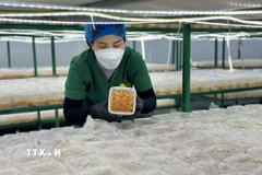 Hợp tác xã Nấm Tam Đảo luôn kiểm tra, theo dõi sự phát triển của các nấm đông trùng hạ thảo để đảm bảo chất lượng sản phẩm đến tay người tiêu dùng. (Ảnh: Nguyễn Thảo/TTXVN)