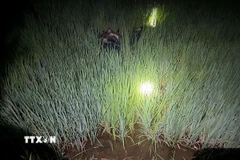 Phát hiện 2 người tử vong ở ruộng lúa. (Ảnh: TTXVN phát)