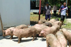 Đàn lợn không rõ nguồn gốc bị lực lượng Công an xã Đức Long phát hiện, bắt giữ. (Nguồn: Báo Cao Bằng)