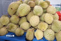 Sầu riêng hiện là ngành hàng chủ lực phục vụ xuất khẩu, mang lại thu nhập cao cho nhà vườn ở Đồng Tháp. (Ảnh: Hữu Chí/TTXVN)
