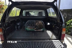 Lực lượng chức năng tiếp nhận cá thể khỉ đuôi lợn. (Ảnh: TTXVN phát)