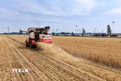 Siêu El Nino có thể gây cú sốc tăng giá lương thực toàn cầu đến năm 2028. (Ảnh minh họa: THX/TTXVN phát)