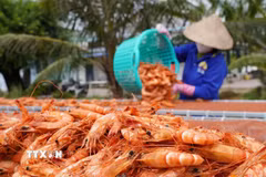 Các hộ dân chế biến khô ở Cà Mau đang tăng tốc sản xuất để kịp cung ứng đặc sản phục vụ nhu cầu tiêu dùng và quà biếu dịp cuối năm. (Ảnh: Huỳnh Anh/TTXVN)
