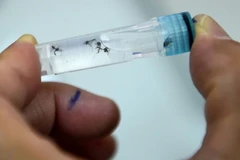 Ảnh minh họa. (Nguồn: AFP)