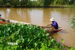 Người dân ở vùng đầu nguồn của tỉnh Đồng Tháp đặt lọp bắt cua đồng. (Ảnh: Nhựt An/TTXVN)
