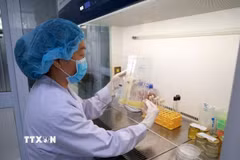 Kiểm nghiệm viên Trung tâm An toàn thực phẩm khu vực miền Trung (Viện Pasteur Nha Trang) kiểm tra mẫu thực phẩm. (Ảnh: Xuân Triệu/TTXVN)