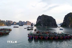 Các tàu đánh bắt hải sản tránh trú bão tại khu vực biển phường Hồng Gai, tỉnh Quảng Ninh. (Ảnh: Đức Hiếu/TTXVN)