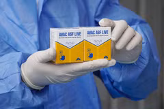 Vaccine dịch tả lợn châu Phi AVAC ASF LIVE. (Nguồn: AVAC)