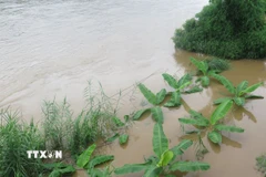 Ảnh minh họa. (Ảnh: Hương Thu/TTXVN)