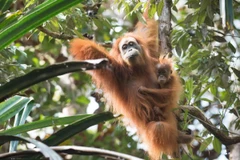 Đười ươi Tapanuli có nguy cơ tuyệt chủng. (Nguồn: Alamy)