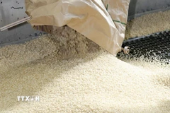 Gạo tại nhà máy xay sát ở Saitama, Nhật Bản. (Ảnh: Kyodo/TTXVN)