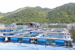 Các lồng bè nuôi trồng thủy sản ở vịnh Vũng Rô (xã Hòa Xuân, tỉnh Đắk Lắk). (Ảnh: Xuân Triệu/TTXVN)