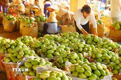 Xoài Đồng Tháp hiện được xuất khẩu sang nhiều nước trên thế giới. (Ảnh: Hữu Chí/TTXVN)