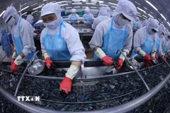 Chế biến sản phẩm tôm phục vụ xuất khẩu. (Ảnh: Vũ Sinh/TTXVN)