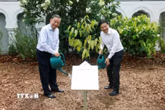 Tổng Bí thư, Chủ tịch nước Tô Lâm và Thủ tướng Singapore Lawrence Wong trồng cây lưu niệm. (Ảnh: Thống Nhất/TTXVN)