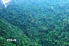 (Ảnh minh họa: Nguyễn Nam/TXVN)