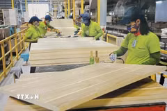 Công nhân nhà máy gỗ chuẩn bị nguồn hàng xuất khẩu. (Ảnh: Hồng Nhung/TTXVN)