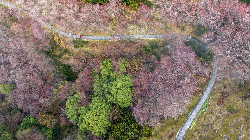 Những cánh rừng hoa mận đầy thơ mộng ở An Huy, Trung Quốc nhìn từ trên cao. (Nguồn: THX/TTXVN)