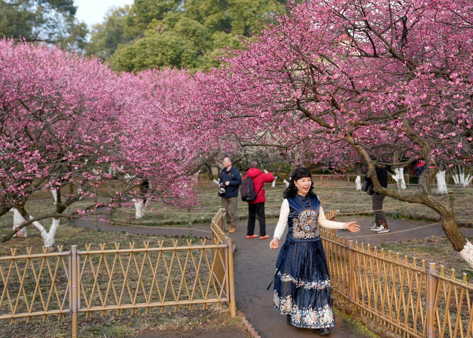Du khách mê mẩn với vẻ đẹp của vườn hoa mận ở Hàng Châu, Chiết Giang. (Nguồn: THX/TTXVN)