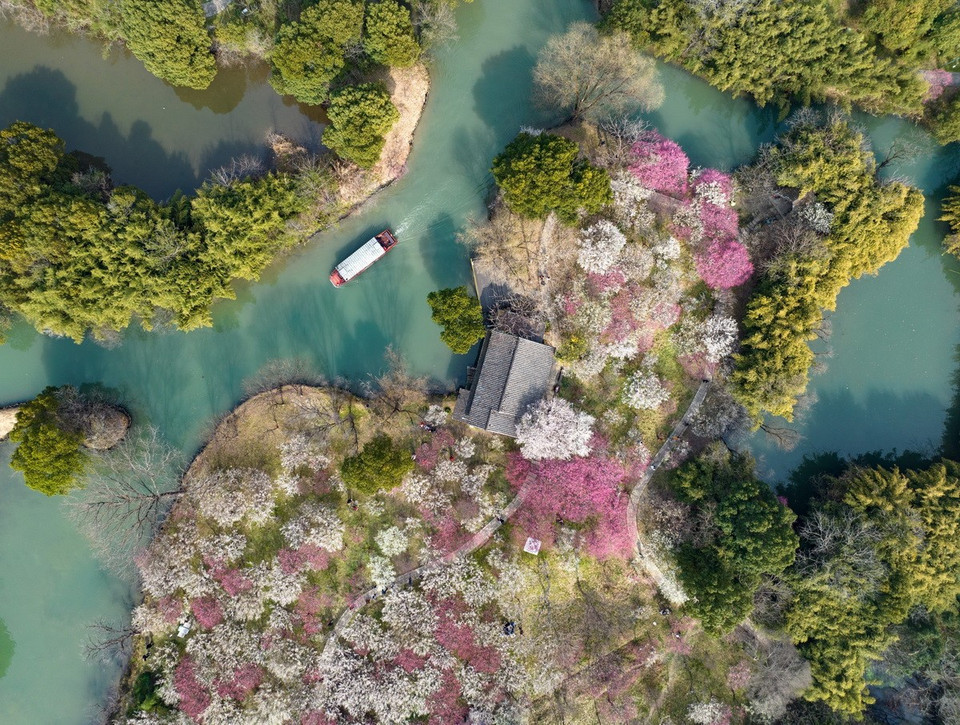 Vùng đất Hàng Châu vốn đã nổi tiếng là nơi phong cảnh hữu tình, nay lại như bừng sáng bởi hoa mận nở rộ khi xuân về. (Nguồn: THX/TTXVN)
