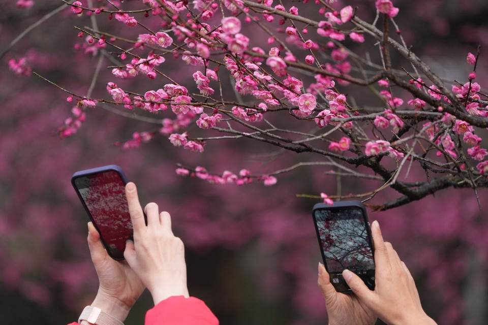 Hoa mận là một trong những loài hoa được yêu thích ở nước này, được coi là biểu tượng cho sự kiên trì và hy vọng. (Nguồn: THX/TTXVN)