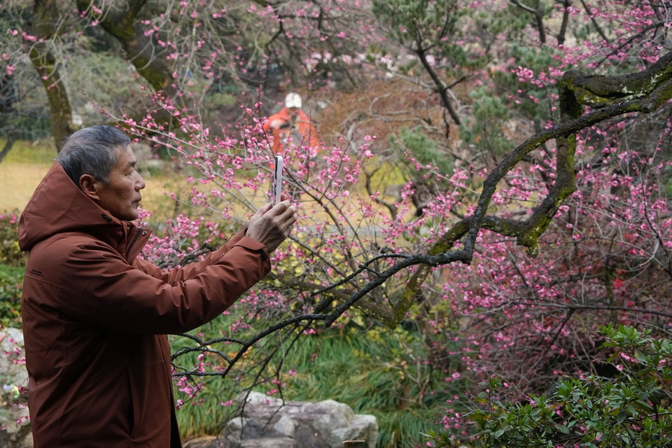 Không kém cạnh so với ở Tứ Xuyên, khung cảnh hoa mận nở rộ ở Hàng Châu, tỉnh Chiết Giang, Trung Quốc khiến bất cứ du khách nào cũng phải ngẩn ngơ. (Ảnh: THX/TTXVN)