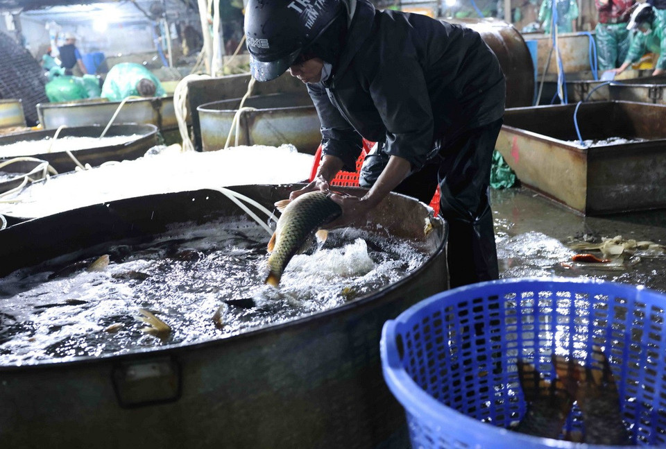 Tiểu thương chọn mua hàng ở chợ đầu mối thuỷ sản Yên Sở, quận Hoàng Mai. (Ảnh: Vũ Sinh/TTXVN)