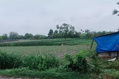 Thửa đất tại xã Tân Đông Hội (nay thuộc xã Củ Chí, Thành phố Hồ Chí Minh) trong vụ tranh chấp hợp đồng chuyển nhượng quyền sử dụng đất sau gần 3 năm chờ đợi, khiến bên mua không thể “đăng bộ được”. (Ảnh: PV/Vietnam+)