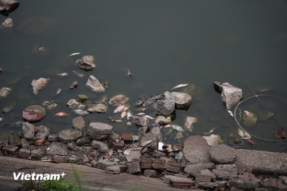 Cá chết trôi dạt vào bờ, bốc mùi hôi thối. Nhiều người đến công viên đi dạo, tập thể dục phải bịt khẩu trang kín mặt. (Ảnh: Vân Anh/Vietnam+)