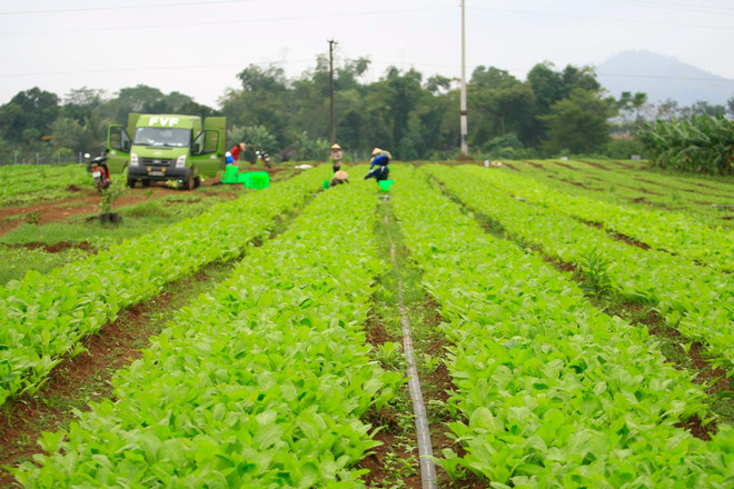 Nông trường rau quả FVF. (Ảnh: PV/Vietnam+) Giành 3 Cúp sản phẩm hữu cơ: TH đưa nông nghiệp Việt sánh vai các nước ảnh 6