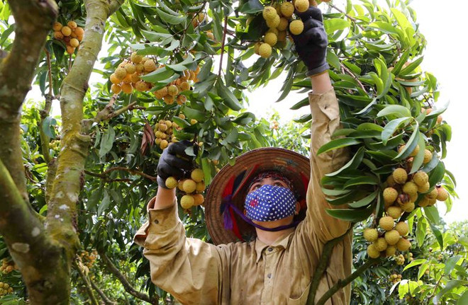 Làm rõ về việc ngộ độc trực tiếp do ăn quả vải: "Lệ chi" được minh oan ảnh 1