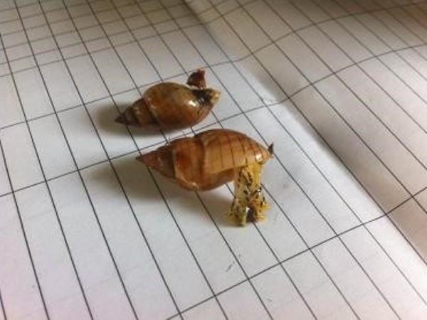 Xác định độc chất của ốc biển làm 3 ngư dân Thanh Hóa tử vong ảnh 1