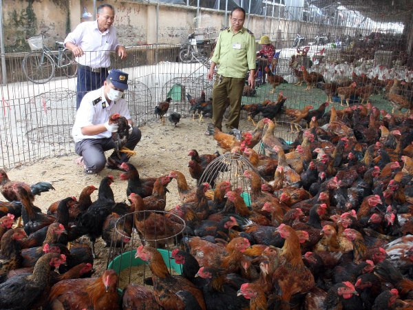 Khuyến cáo các biện pháp phòng lây nhiễm virus A/H5N8 sang người ảnh 1