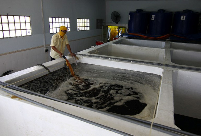 Chuyên gia thủy sản: Asen hữu cơ trong nước mắm gần như vô hại ảnh 2