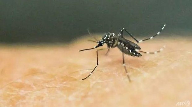 Việt Nam ghi nhận 1 trường hợp ở Đà Nẵng mắc bệnh do virus Zika ảnh 1