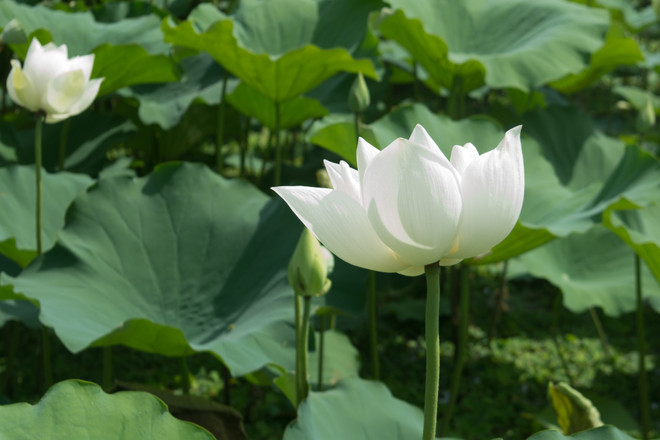 Ngẩn ngơ với vẻ đẹp tinh khôi của đầm sen trắng ở ngoại thành Hà Nội ảnh 2