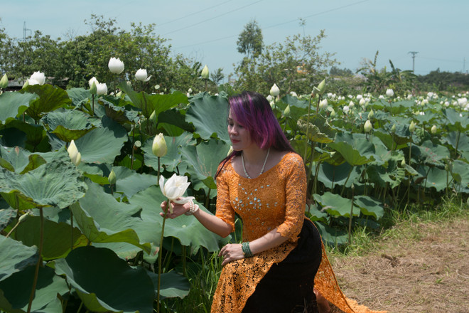 Ngẩn ngơ với vẻ đẹp tinh khôi của đầm sen trắng ở ngoại thành Hà Nội ảnh 4