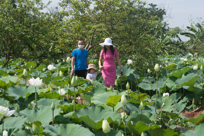 Ngẩn ngơ với vẻ đẹp tinh khôi của đầm sen trắng ở ngoại thành Hà Nội ảnh 1
