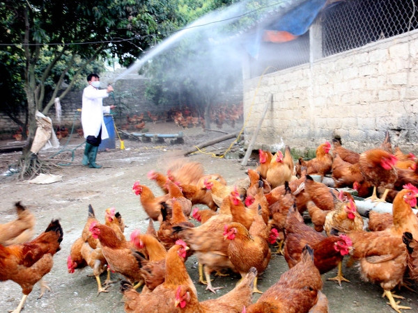 Phòng lây nhiễm cúm H5N6 từ gia cầm sang người nơi ổ dịch ảnh 1