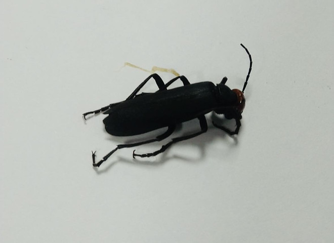 3 người đàn ông suy đa tạng, nguy kịch sau khi ăn sâu ban miêu đen ảnh 2