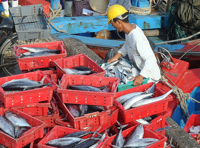 "Nước biển đạt quy chuẩn nhưng chưa chắc thủy hải sản đã an toàn" ảnh 2