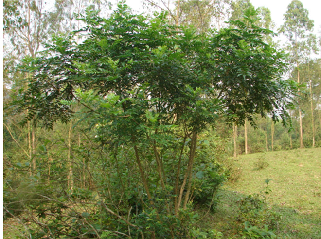 Đẩy mạnh nhiều nghiên cứu ứng dụng của cây thuốc ưng bất bạc ảnh 1