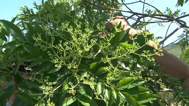 30.000 người tử vong mỗi năm liên quan đến virus viêm gan ảnh 2