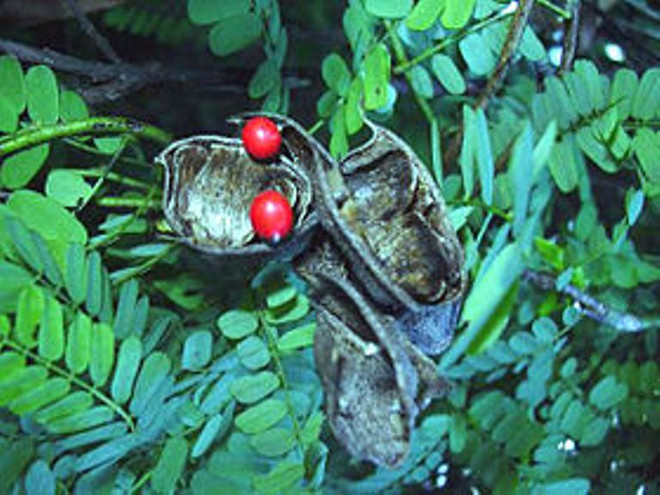 Bộ Y tế đề xuất danh mục dược liệu độc sử dụng làm thuốc ảnh 1