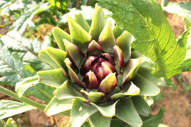 Những loại hoa thảo dược có lợi cho sức khỏe, giúp phòng nhiều bệnh ảnh 1