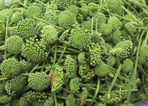 Những loại hoa thảo dược có lợi cho sức khỏe, giúp phòng nhiều bệnh ảnh 3