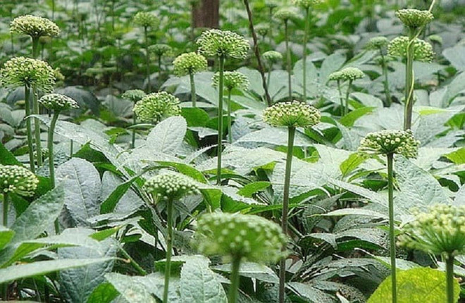 Những loại hoa thảo dược có lợi cho sức khỏe, giúp phòng nhiều bệnh ảnh 4